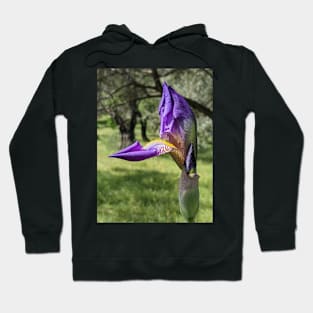 Iris Hoodie